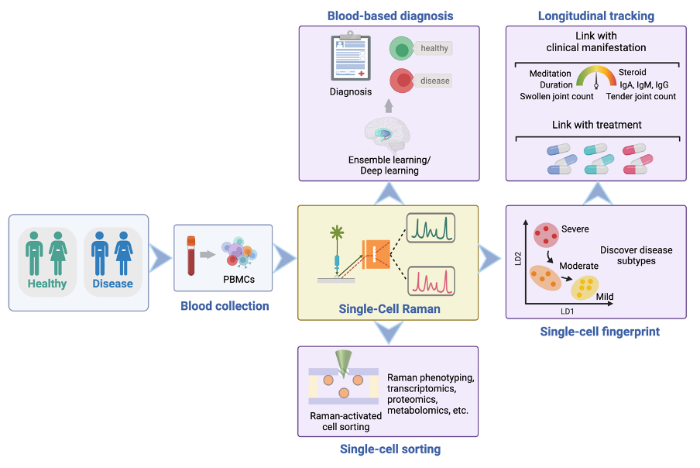 process of single cell Raman analysis. 