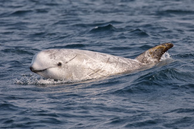 A dolphin in the sea