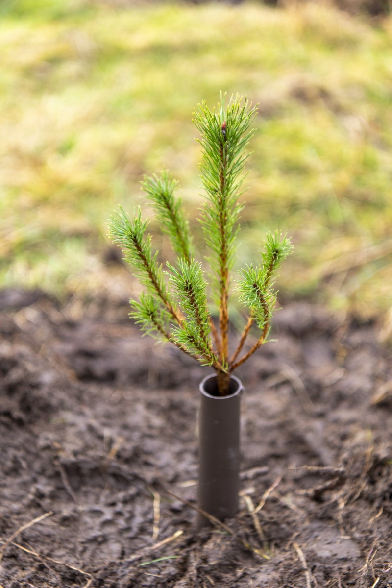 Cochno Farm Tree Planting - Sapling