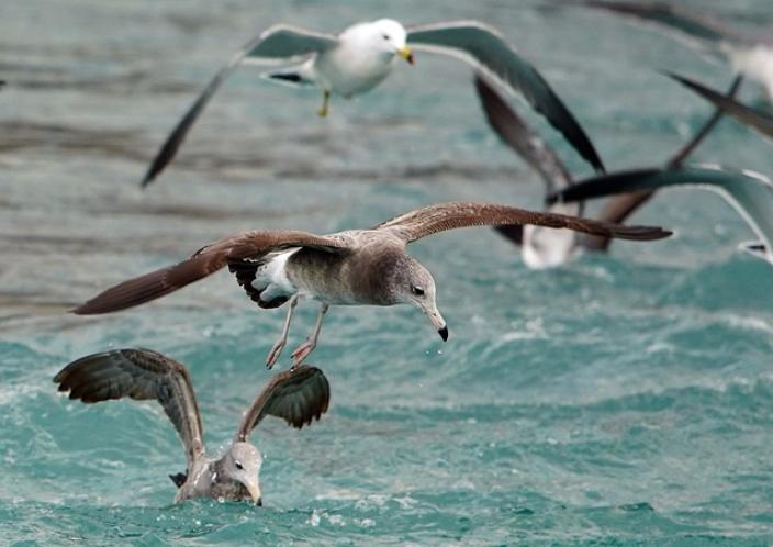 Image of a flock of seagulls flying over the sea