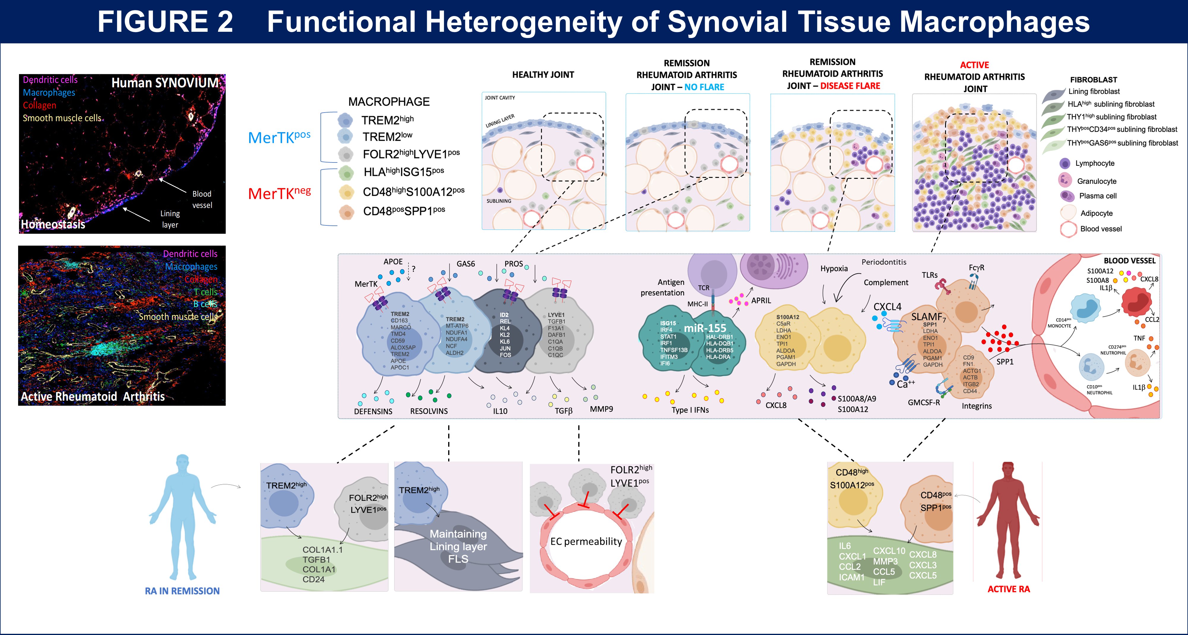 A graphic showing the understanding the role of tissue myeloid cells in reinstating and maintaining tissue homeostasis 