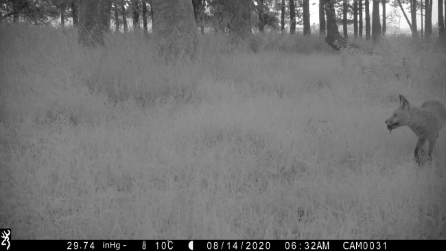 A night time image of a fox in a forest