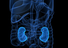 Kidneys