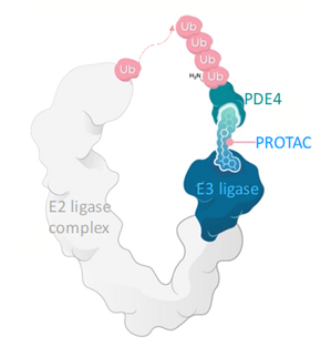 Cartoon Image of a PROTAC