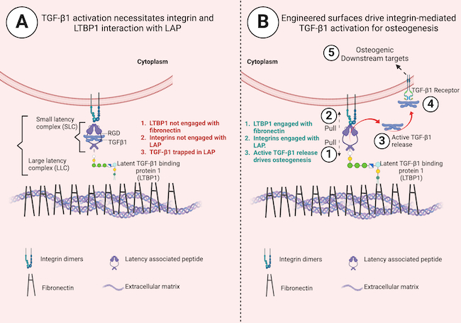 A diagram showing how the bone regeneration research works on a molecular level