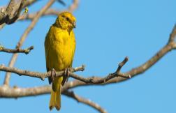 Image of a Goldfinch sitting on a branch against a blue sky