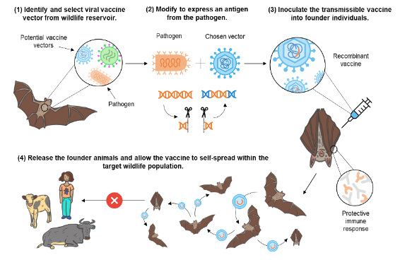 Graphic displaying the process of developing transmissible vaccines