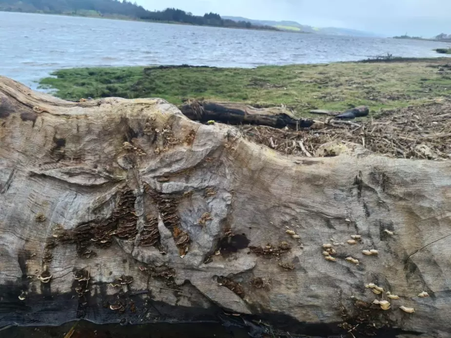 Driftwood bench with carved dragonflies beside the Clyde river