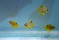 Image of yellow tropical fish