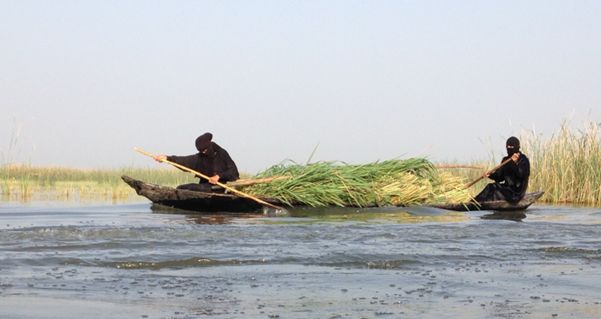 Reed gathering in the Hammar marsh