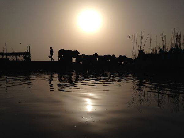 Tending to the water buffalo at dawn