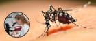 Background image in a mosquito on skin. In foreground is a circular frame with Dr Emilie Pondeville looking down a microscope.