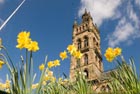 Main building daffodils