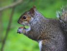 Grey squirrel