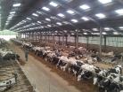 Dairy herd feeding