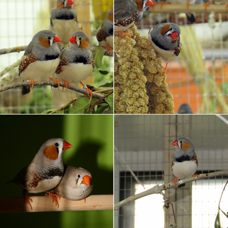 Zebra finches aviary