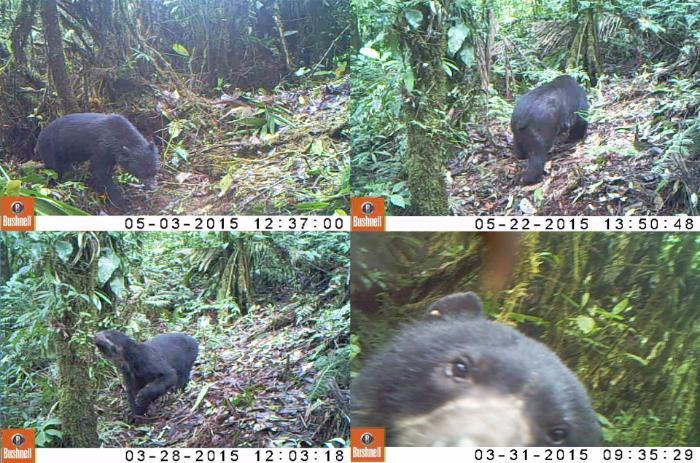 Spectacled bear explores camera trap © Expedition Sira, Peru