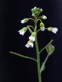 Single stem of Thale Cress