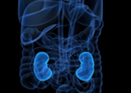 kidneys