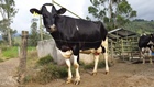 dairycow140