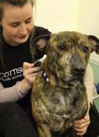 Bertie having a heart rate monitor fixed by Amy Bowman