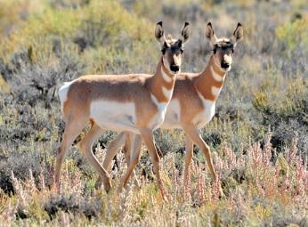 two near identical animals