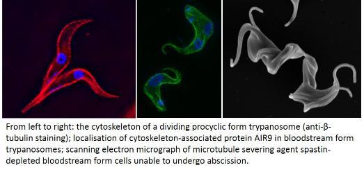 Cytoskeleton montage