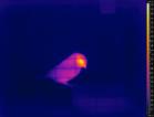 Thermal Bird