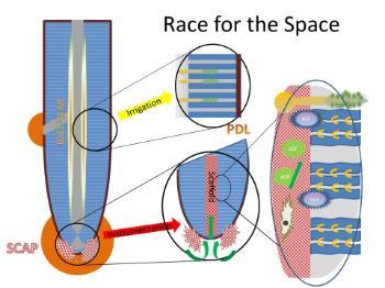 interaction between cells, surfaces and therapeutics in endodontic regeneration