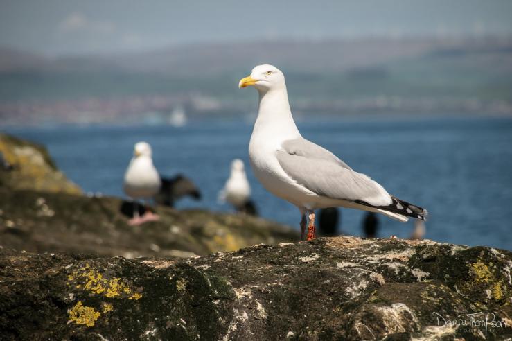 Tagged Gull Lady Isle (Danni Thompson)