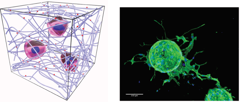 Advanced dynamic materials for stem cell engineering