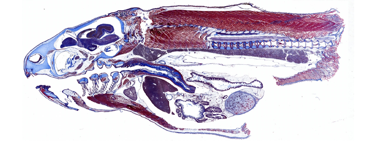 Fish, Masson's Trichrome Staining