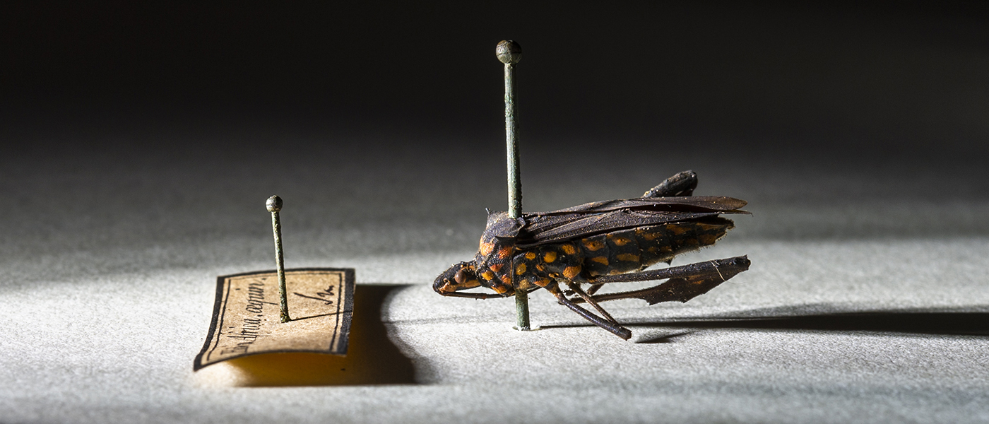 Citron Bug from Sierra Leone, c. 1771