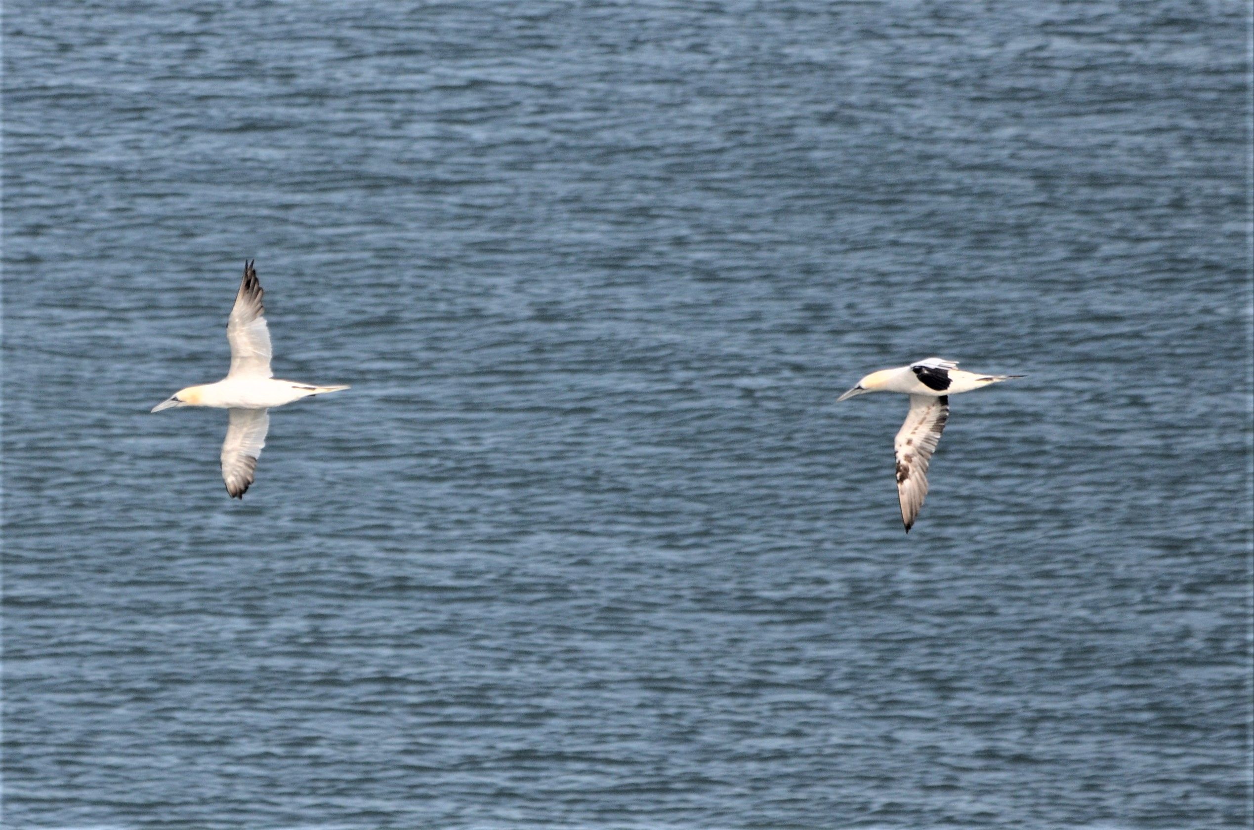 Gannet image