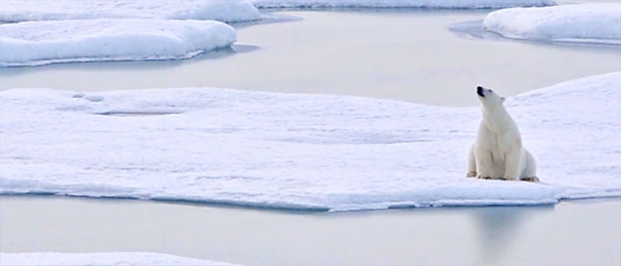 A polar bear on an iceberg