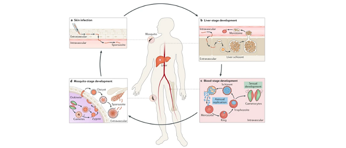 A diagram showing Life cycle of Plasmodium falciparum in humans and mosquitoes