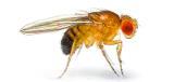 Drosophila