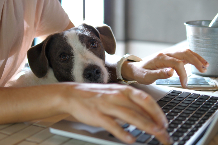 working from home with dog