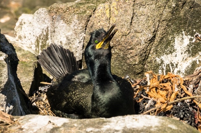 Shag on Lady Isle 650