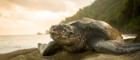 Leatherback nesting photo Jack Rawlinson