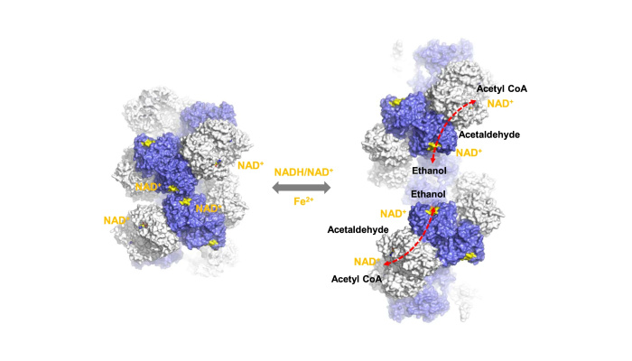 A schematic model for the conformational transition of AdhE and its implication for AdhE activity.