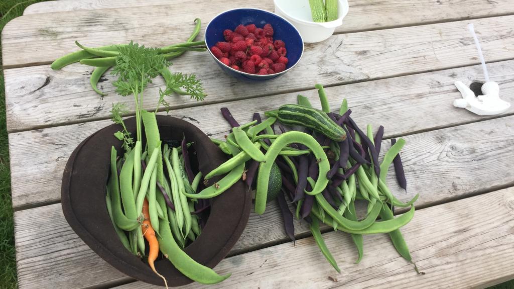 Runner beans at Cochno Farm