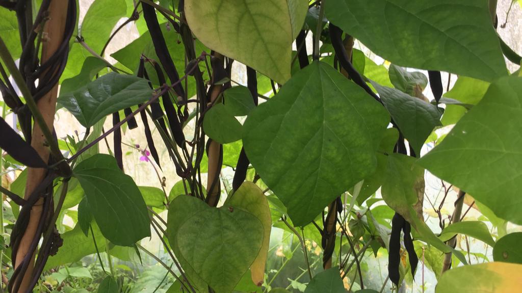 Leaves at Cochno Farm