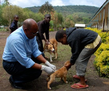 Vaccinating a puppy