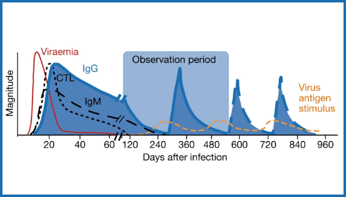 Illustration of the post-infection acquired immune responses, illustrating the virus antigen stimulation hypothesis extrapolated from simulation of median fitted parameter values from the selected models. It depicts the acute sharp post-infection increase and the slow decrease following recovery.