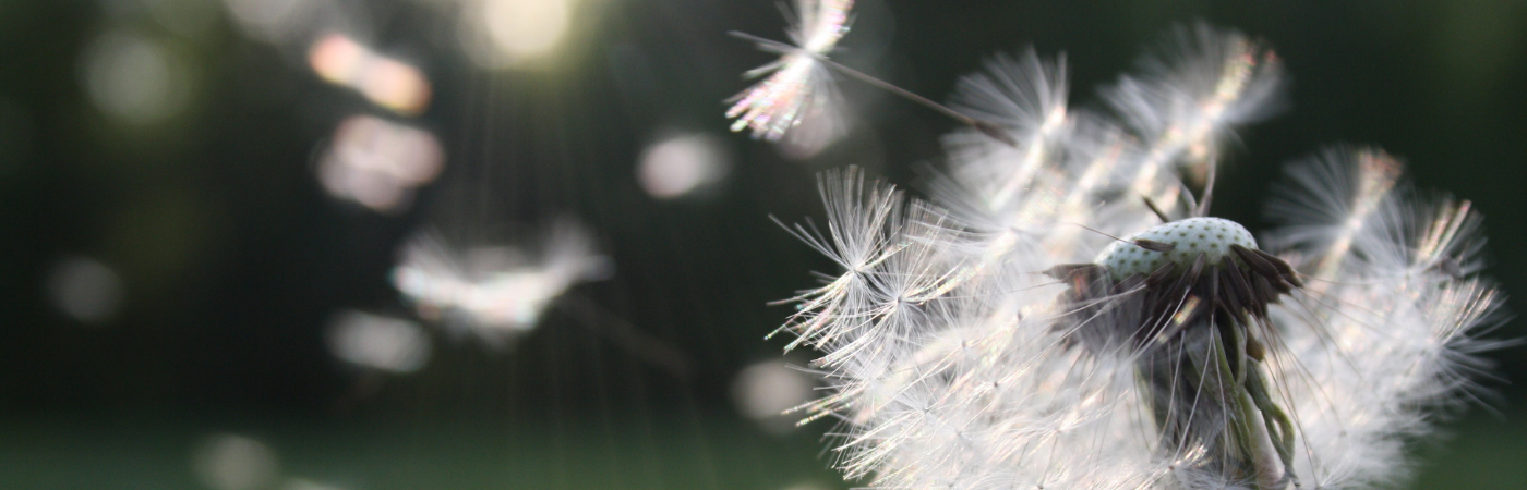 Dandelion