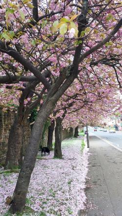 Photo of cherry blossom on campus