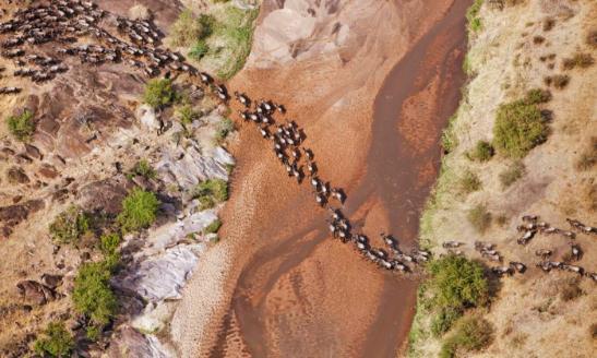 Serengeti Migration picture