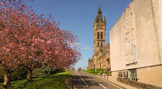 Cherry blossoms outside Gilbert Scott building