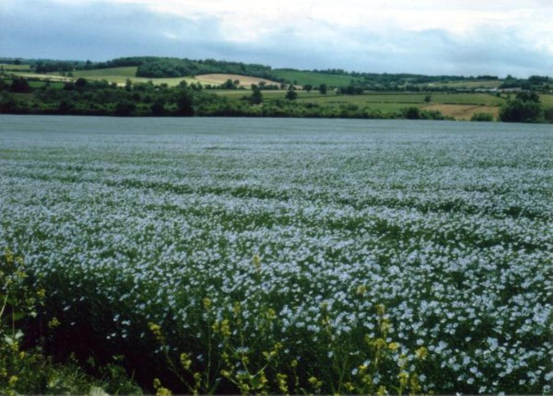 flax growing